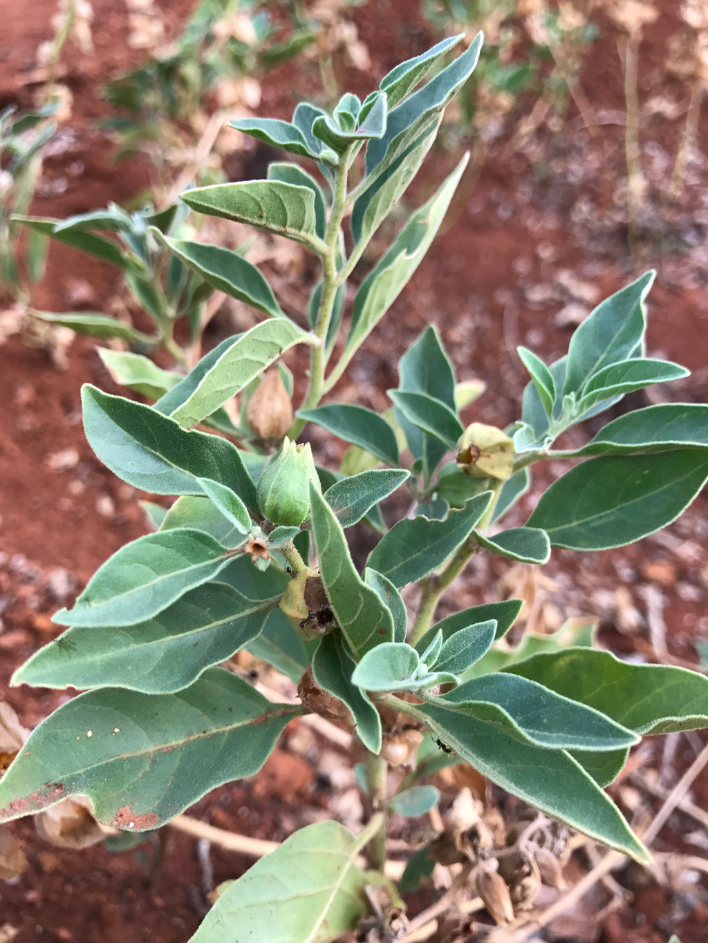 Ashwagandha Capsules