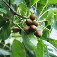 Triphala Capsules